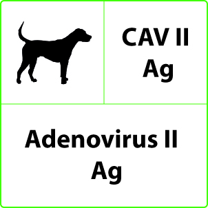 Test Adenovirus Ag