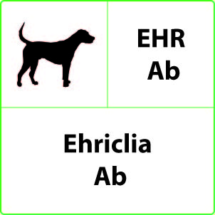 Ehrlichia Test Ehrlichia
