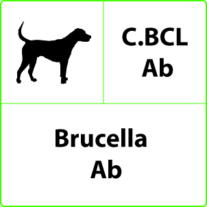 Test Brucella