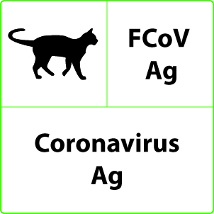 Coronavirus felino