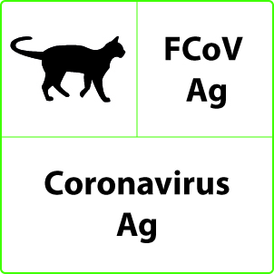 Coronavirus felino Coronavirus felino