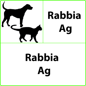Rabbia Test Rabbia