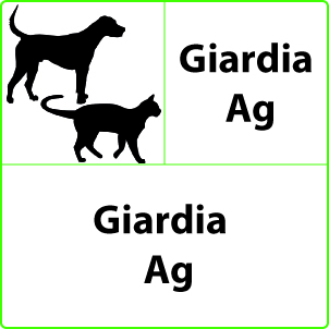 Giardia Test Giardia