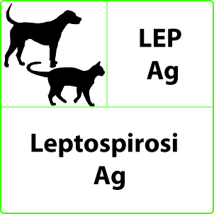 Test Leptospirosi