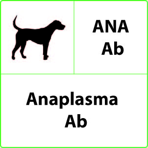 Test Anaplasma 