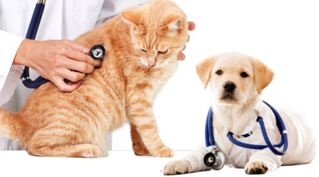Test Rapidi ICT veterinari